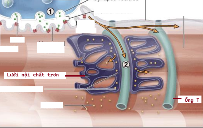 <p>Gồm 1 ống ngang và 2 túi tận cùng→đảm bảo cả sợi cơ co đồng thời khi kích thích tới ngưỡng</p><p>Ống ngang hay vi quản T là hệ thống ống vây quanh vi sợi cơ→truyền điện thế khử cho túi tận cùng</p><p>Túi tận cùng thực chất là LNCT→dự trữ Ca</p>