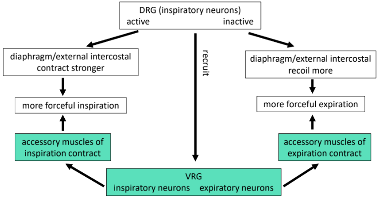 <p>DRG inspiratory neurons still cycle like at eupnea but a stronger active contractions causes more inactive recoil.</p><p></p><p>at a certain point…</p><p>DRG recruits VRG inspiratory/expiratory neurons to activate accessory muscles of inspiration and expiration</p><ul><li><p>inspiratory VRG neurons activate accessory muscles of inspiration to contract for inspiration</p></li><li><p>expiratory VRG neurons activate accessory muscles of expiration to contract in expiration</p></li></ul><p></p>