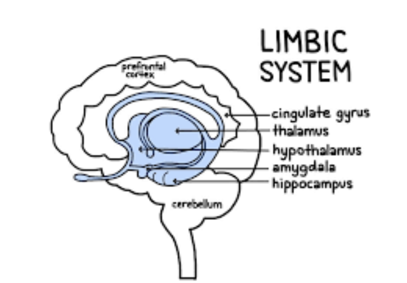 <p><span style="background-color: transparent;"><span>Generates responses to situations by using:</span></span></p><ul><li><p><span style="background-color: transparent;"><span>Memories</span></span></p></li><li><p><span style="background-color: transparent;"><span>Information about how your body is working at that moment</span></span></p></li><li><p><span style="background-color: transparent;"><span>Current sensory input</span></span></p></li></ul><p><span style="background-color: transparent;"><span>Example:&nbsp; A dog runs and jumps&nbsp;up on you.&nbsp; Your response can&nbsp;vary depending on the 3 factors&nbsp;listed above.</span></span></p>