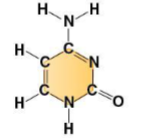 <p>which base ??? ಠಿ_ಠ (plus type)</p>