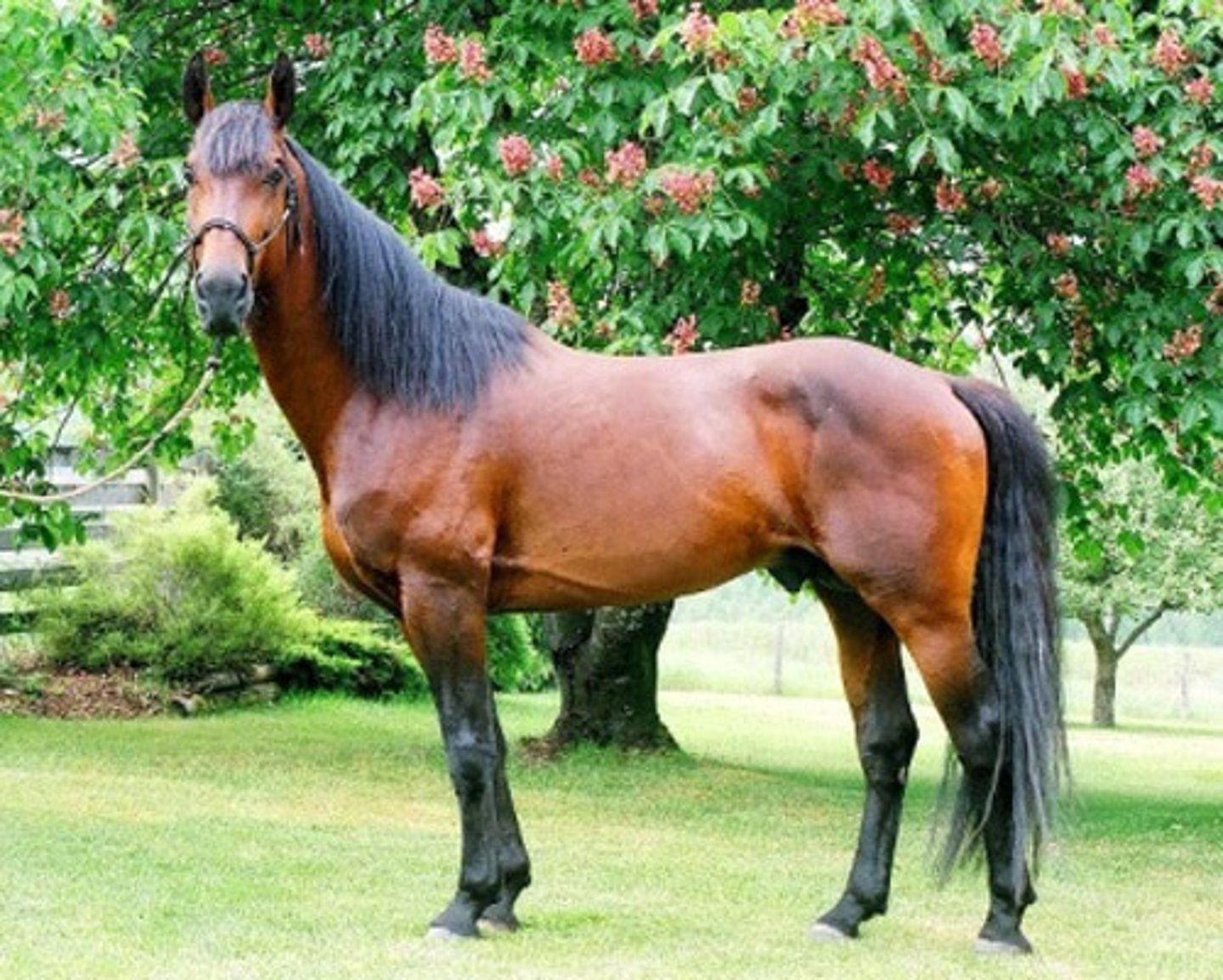 <p>- Darker reddish-brown horse, black mane/tail and legs</p>