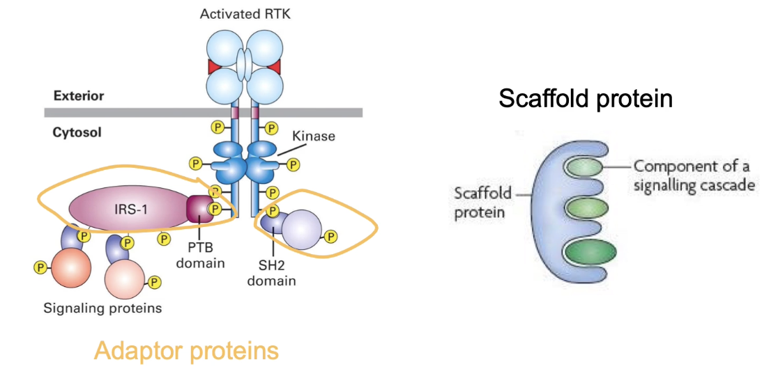 <ul><li><p><strong>Adaptor proteins</strong> have <strong>multiple protein interaction domains</strong></p></li><li><p>Link <strong>activated RTK receptors</strong> to downstream <strong>signaling proteins</strong></p></li><li><p>Bind phosphorylated <strong>docking sites</strong> on RTKs and other signaling proteins</p></li><li><p>Help <strong>bridge signaling components</strong> without enzymatic activity</p></li><li><p><strong>Scaffold proteins</strong> are larger adaptor proteins that organize <strong>multiple signaling proteins</strong> into a structured sequence</p></li></ul><p></p>