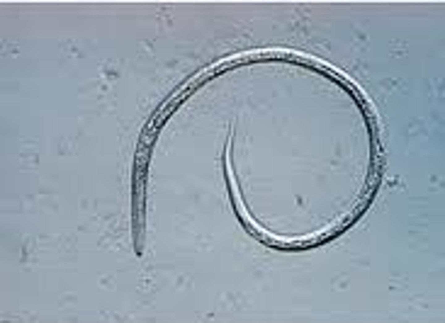 <p>Nematode</p>