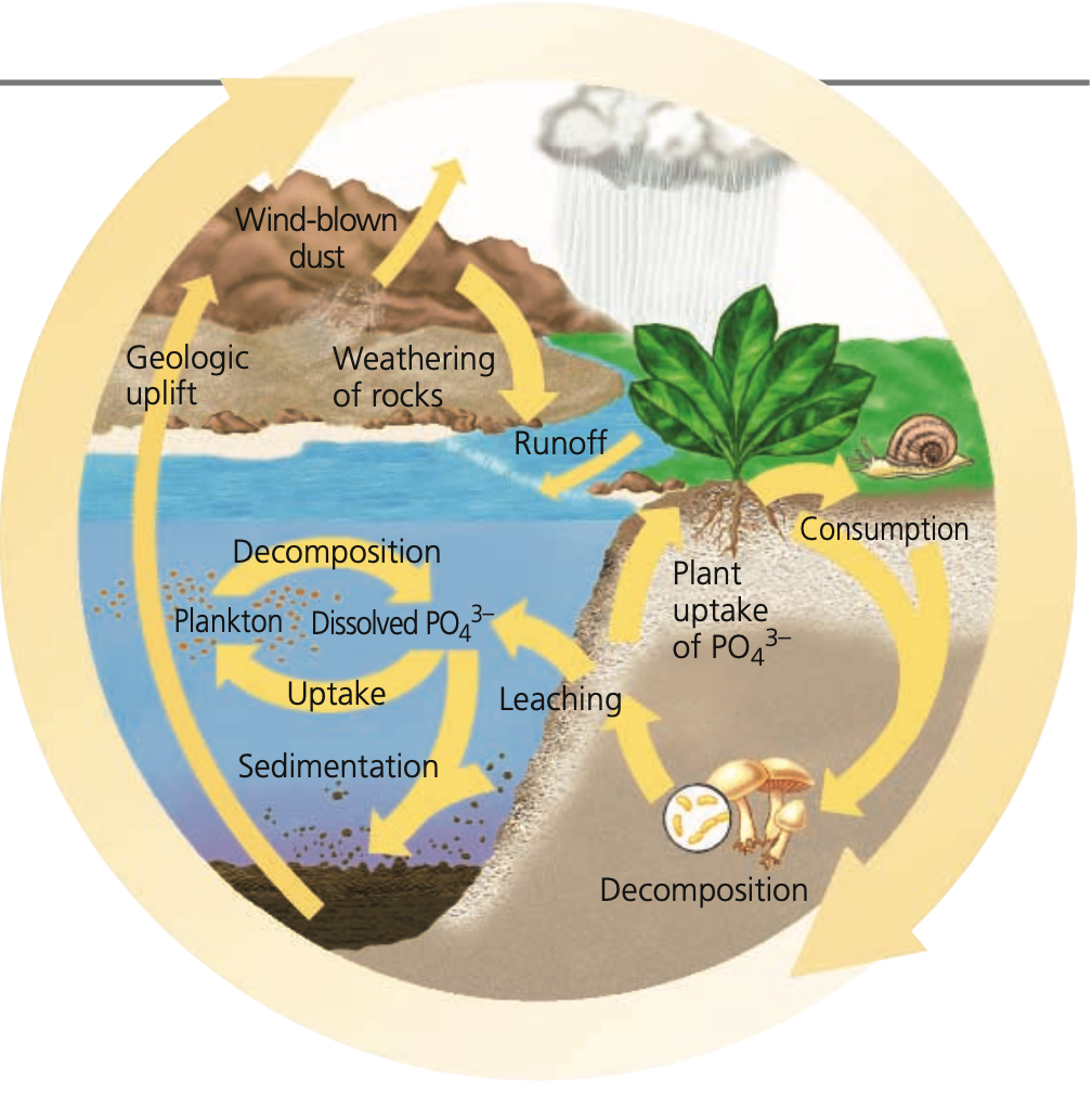 Phosphorus cycle
1. Importance
● Part of nucleic acids, __________, and ____
● Mineral constituent of ____ and _____

2. Forms
● Absorbed by plants as _________ (PO43-), which is:
● Also used in organic compound synthesis

3. Reservoirs
● Sedimentary rocks of _____ origin
● ___
● ______ (dissolved)
● Bio____
● Recycling is localized because ___ binds to phosphate

4. Processes
1. _______ gradually adds phosphate to soil
2. Some phosphate ______ into groundwater or surface water, which may reach the sea
3. Phosphate taken up by plants may be ____ by consumers
4.________ or ______ returns phosphate to soil
5. Relatively small amounts of phosphate move through the atmosphere as ___ and sea ____