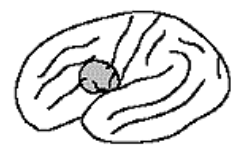 <p>supplementary motor cortex (anterior to Broca’s area) </p>