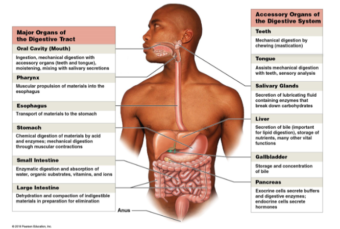 <ul><li><p>mouth </p></li><li><p>pharynx</p></li><li><p>esophagus </p></li><li><p>small intestine </p></li><li><p>large intestine </p></li></ul><p></p>