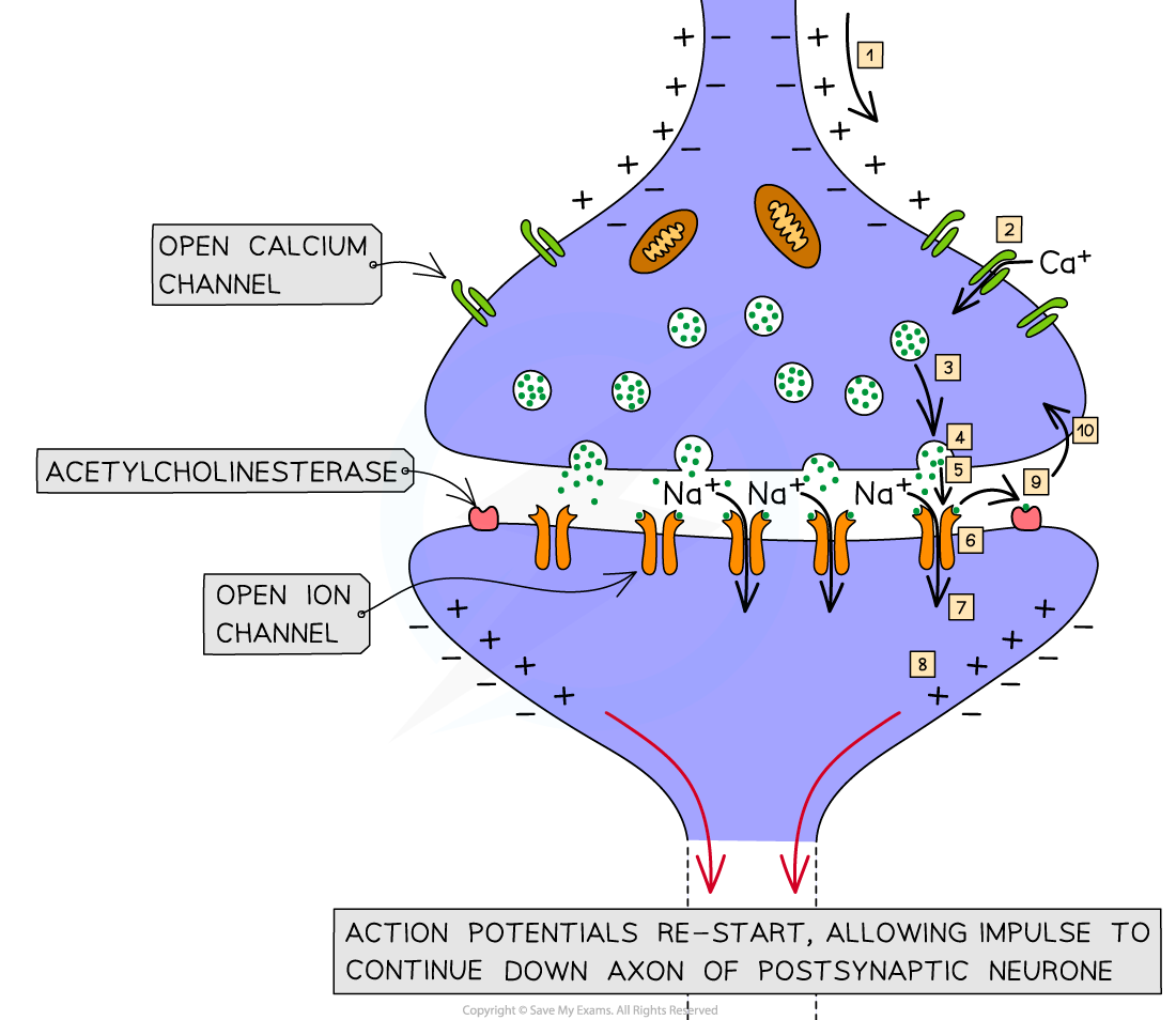 <p>When an action potential arrives at the end of the axon of the <strong>presynaptic neurone </strong>the <strong>membrane</strong> becomes<span style="color: var(--bs-body-color)"> </span><strong><span style="color: var(--bs-link-color)">depolarised</span></strong>, causing <strong>voltage gated calcium ion channels</strong> to open</p><p><strong>Calcium ions </strong>diffuse into the synaptic knob via <strong>calcium ion channels</strong> in the membrane</p><p>The calcium ions cause vesicles in the synaptic knob to move towards the presynaptic membrane where they fuse with it and <strong>release chemical messengers</strong> called <strong>neurotransmitters</strong><span style="color: var(--bs-body-color)">&nbsp;</span>into the synaptic cleft by <strong><span style="color: var(--bs-link-color)">exocytosis</span></strong></p><p>The neurotransmitters<span style="color: var(--bs-body-color)">&nbsp;</span><strong>diffuse</strong><span style="color: var(--bs-body-color)">&nbsp;</span>across the<span style="color: var(--bs-body-color)">&nbsp;</span><strong>synaptic cleft</strong><span style="color: var(--bs-body-color)">&nbsp;</span>and<strong>&nbsp;bind with receptor molecules</strong><span style="color: var(--bs-body-color)">&nbsp;</span>on the<span style="color: var(--bs-body-color)">&nbsp;</span><strong>postsynaptic membrane</strong>; this causes associated<span style="color: var(--bs-body-color)">&nbsp;</span><strong>sodium ion channels</strong><span style="color: var(--bs-body-color)">&nbsp;</span>on the postsynaptic membrane to open, allowing<span style="color: var(--bs-body-color)">&nbsp;</span><strong>sodium ions</strong><span style="color: var(--bs-body-color)">&nbsp;</span>to diffuse into the postsynaptic cell</p><p>If enough neurotransmitter molecules bind with receptors on the postsynaptic membrane then an<span style="color: var(--bs-body-color)">&nbsp;</span><strong>action potential</strong><span style="color: var(--bs-body-color)">&nbsp;</span>is generated, which then travels down the<span style="color: var(--bs-body-color)">&nbsp;</span><strong>axon</strong><span style="color: var(--bs-body-color)">&nbsp;</span>of the<span style="color: var(--bs-body-color)">&nbsp;</span><strong>postsynaptic neurone</strong></p>