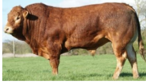 <ul><li><p>Origin: France</p></li><li><p>Color: Golden-red or black</p></li><li><p>Polled or horned</p></li><li><p>Large size</p></li><li><p>Excellent feed efficiency, adaptability, carcass yield, and  fertility</p></li></ul><p></p>