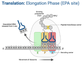 <p>Location at which the amino acid is transferred from its trNA to the growing polypeptide chain.</p>