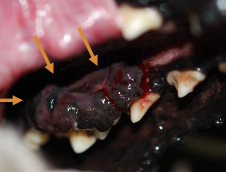 <p>FNA and cytology (melanomas exfoliate readily)</p><p>Biopsy and histopathology (consider sx planning)</p><p>Often need <u>IHC for confirmation/guide treatment </u></p>