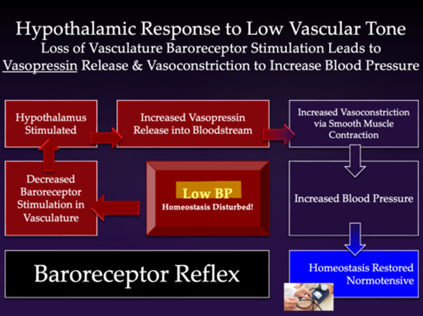 <p>1. baroreceptors located in vasculature (blood vessels) detect low blood pressure</p><p>2. baroreceptors stimulate the hypothalamus and release vasopressin</p><p>3. vasopressin is released from the posterior pituitary and goes everywhere </p><p>4. causes vasoconstriction and restores normal blood pressure (restores homeostasis)</p><p>*uses the same smooth muscle contraction pathway as oxytocin </p>