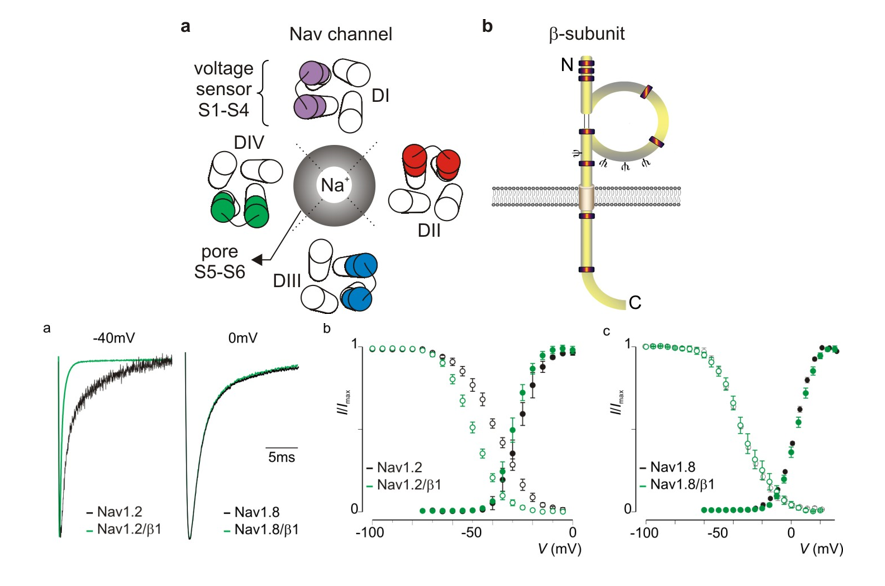<ul><li><p>4 β-subunits beïnvloeden;</p><ul><li><p>functie</p></li><li><p>modulatie</p></li></ul></li></ul><p></p>