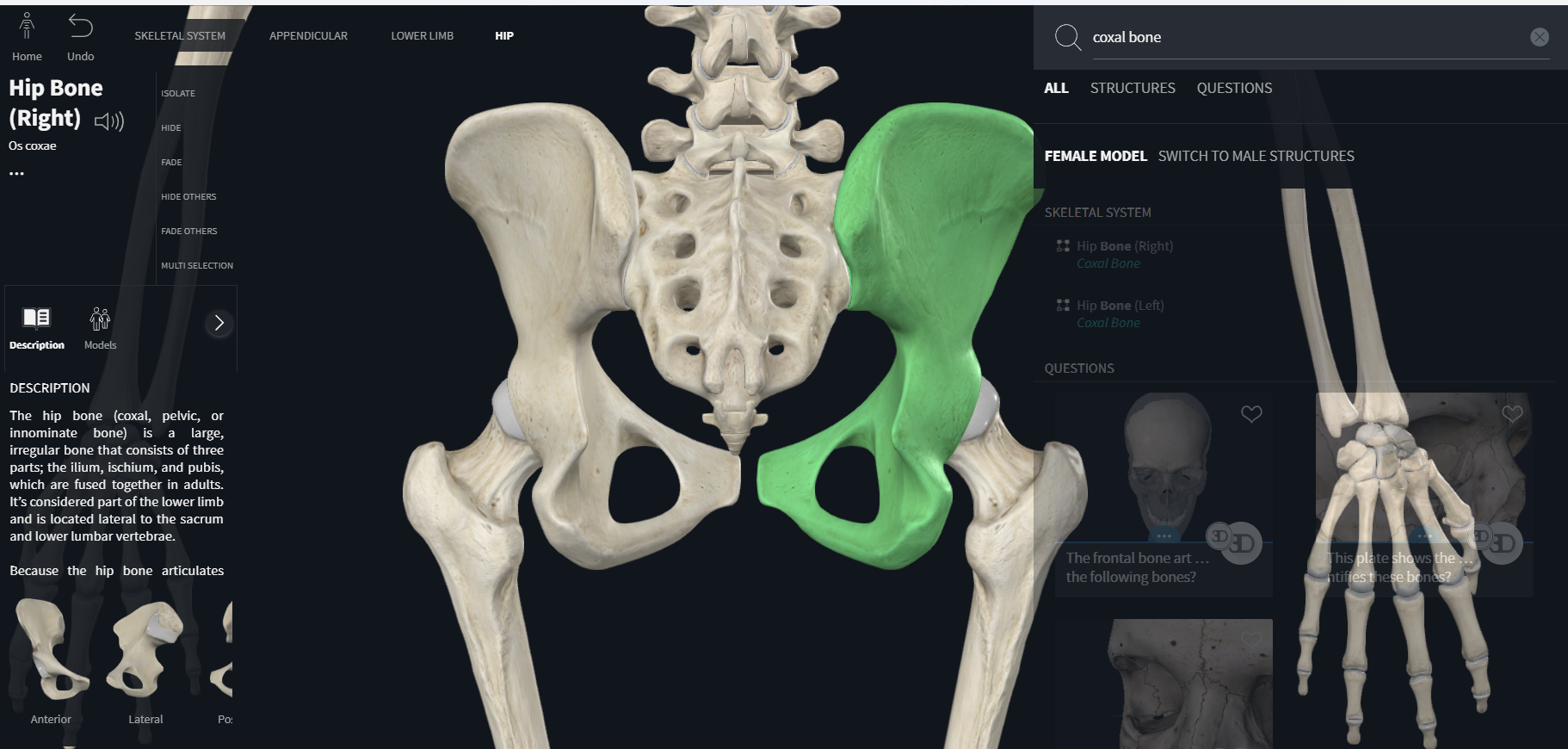 <p>pelvic girdle=<strong> coxal bone</strong></p><p>The pelvic girdle is a basin-shaped ring of bones (pelvis) that <strong>connects the vertebral column to the two femurs.</strong></p><p>femur: “thigh” </p><p>The primary functions of the pelvic girdle are:</p><p> • bear the weight of the upper body when sitting and standing</p><p>• transfer that weight from the axial to the lower appendicular skeleton for standing and walking</p><p>• provide attachment for the powerful muscles of locomotion and posture and those of the abdominal wall, withstanding the forces generated by their actions</p><p>-contain and protect the pelvic viscera (inferior parts of the urinary tracts and the internal reproductive organs) and the inferior abdominal viscera (e.g., intestines) while permitting passage of their terminal parts (and, in females, a full-term fetus) via the perineum<br>-provide support for the abdominopelvic viscera and gravid (pregnant) uterus</p><p>-provide attachment for the erectile bodies of the external genitalia</p><p>-provide attachment for the muscles and membranes that assist the functions listed above by forming the pelvic floor and filling gaps that exist in or around it</p><p></p>