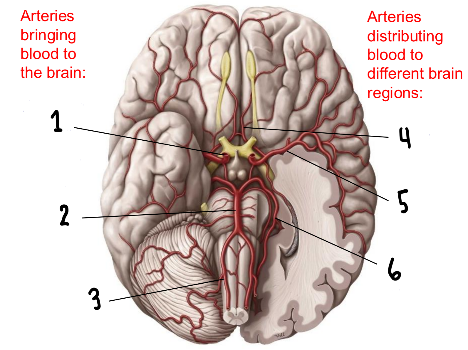 <p>What are these arteries called?</p>