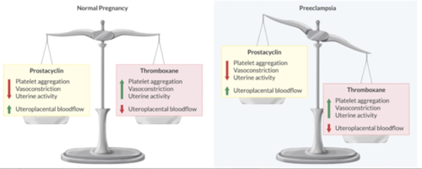 <p>Healthy placenta produces thromboxane + prostacyclin in equal amounts.</p><p>Preeclamptic pt produces up to 7x more thromboxane than prostacyclin</p><p>↑ Thromboxane favors:</p><p>-vasoconstriction</p><p>-Plt aggregation</p><p>-↓ placental BF</p>