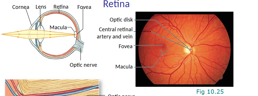 <p>conversion of light into changes in membrane potential by photoreceptor cells in retina (rods or cones)</p><ul><li><p>special population of ganglion cells that mediate pupillary light reflex, circadian/seasonal rhythms</p></li></ul><p></p>