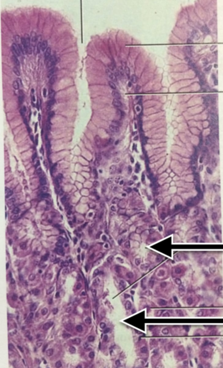 knowt flashcard image