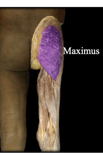 <p>The butt muscle, inserts into the thigh. Extends the thigh and rotates the thigh sideways and back</p>