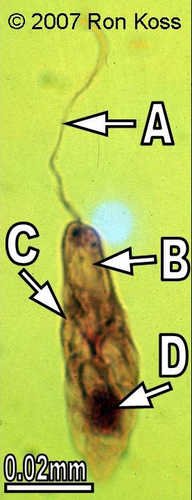 term image