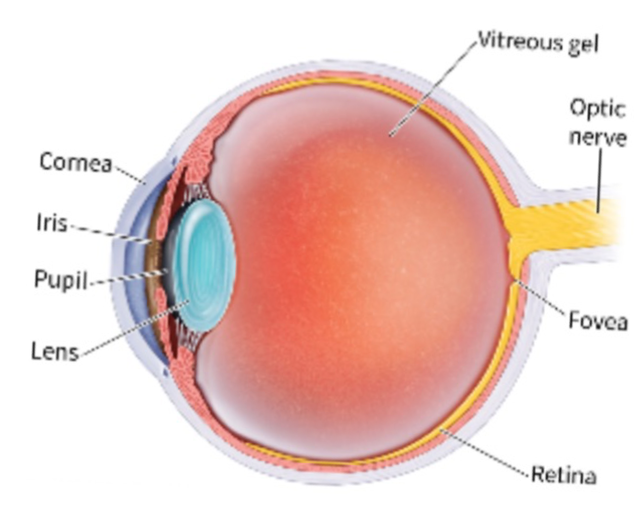 <p>membrane at front of the eye that focuses incoming light on the retina</p>