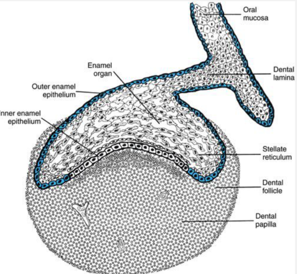 <p><strong><span style="font-family: Times New Roman, serif">Cells start to change shape and function. The structure becomes more tooth-like. The cap forms, composed of the dental organ, tooth germ, and enamel organ. The dental papilla forms (round portion which eventually becomes dentin and pulp). The cap formation is atop the dental papilla, which is the early development of the enamel/crown. The dental follicle coats the entire structure (cap formation and dental papilla).</span></strong></p>