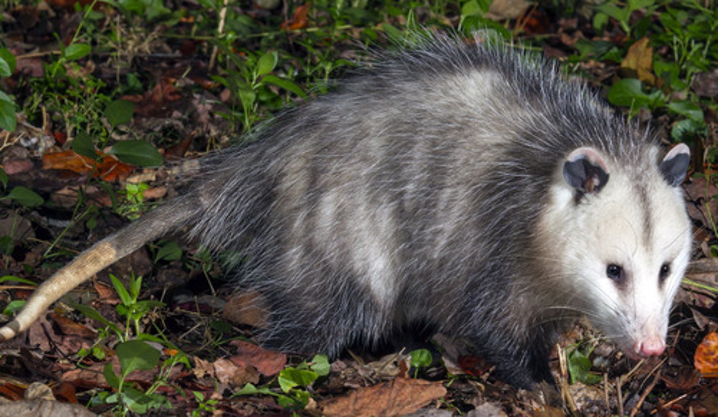 <p>Animal-Deuterostome-Mammal-Metatherians-Marsupial</p><p>Only marsupial found north of Mexico</p><p>Has more teeth (50) than any other N. American land mammal</p><p>Only 13 nipples = 13 of 50 offspring survive</p><p>Very short life span</p><p>Bran size 1/2 of a raccoon's</p><p>Extreme fear leads to paralysis</p><p>Important in limiting tick-borne diseases (eats up to 5000 ticks per season)</p>