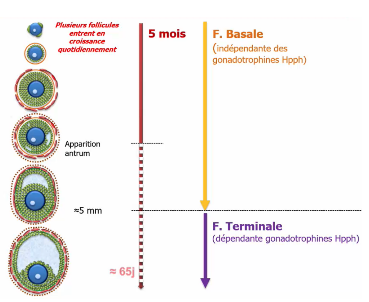 <p>- La <strong>folliculogenèse basale</strong> comprend le <strong>follicule primordial jusqu’au follicule antral</strong> d’une taille entre <strong>2-5 mm</strong>. Cette phase est <strong>indépendante des gonadotrophines</strong> hypothalamo-hypophysaires.</p><p>- <strong>Folliculogenèse terminale</strong> concerne les ovocytes incluent dans les <strong>follicules de plus de 5 mm</strong> et <strong>dépend des gonadotrophines.</strong> La <strong>LH</strong> va agir sur les récepteurs des <strong>cellules des thèques</strong> (notamment interne) et la <strong>FSH</strong> sur les récepteurs des <strong>cellules de la granulosa</strong>.</p>