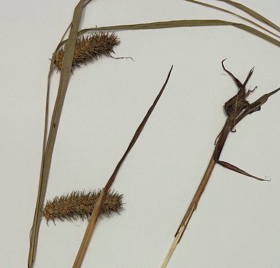 <p>Poales</p><p><span style="background-color: transparent;"><span>Cyperaceae</span></span></p>