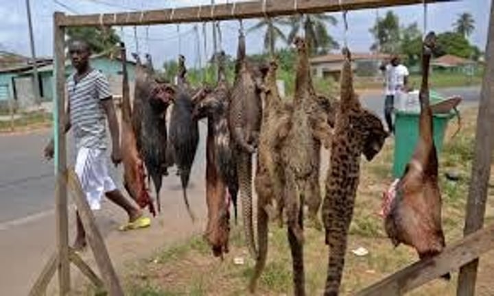 <p>Any wild animal killed for food (sometimes "game")<br>a controversial term as it often brings to mind in many parts of the world where the bush meat may be under threat of endangerment e.g. harvesting of apes leading to orphaned young.</p>