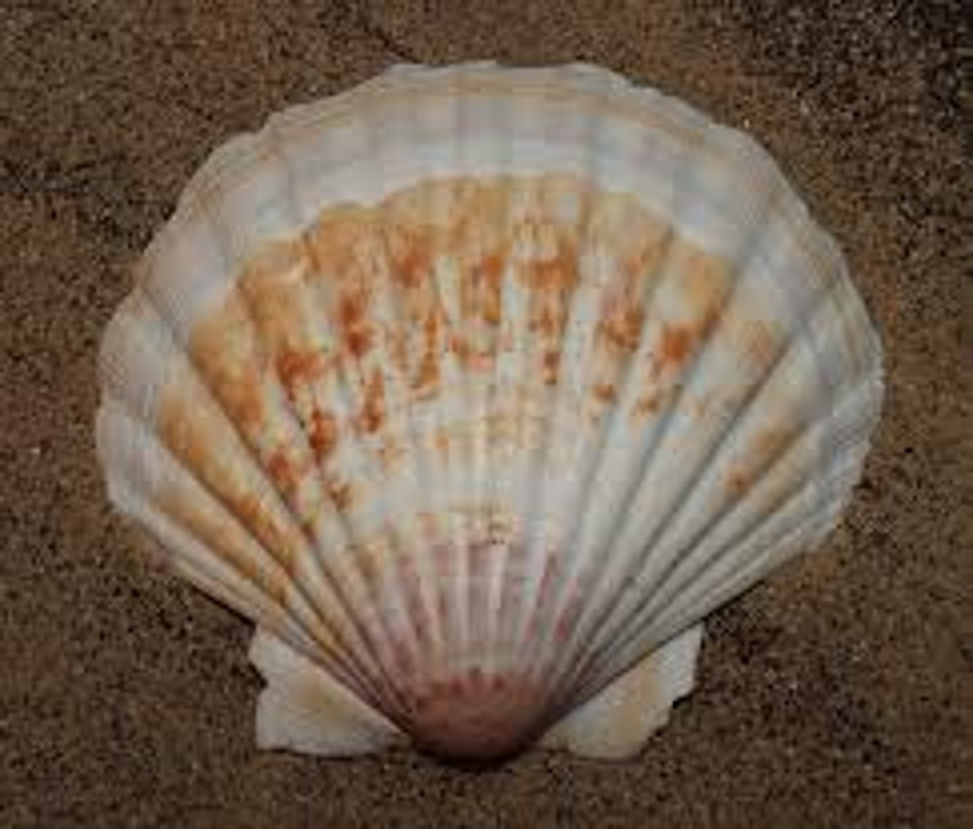 <p>a genus of large scallops or saltwater clams. This genus is known in the fossil record from the Cretaceous period to the Quaternary period. Fossil shells within this genus have been found all over the world</p><p>Phylum Mollusca; Class Bivalvia</p>