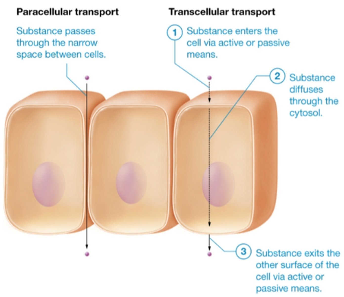 <p>transcellular (through cell): mostly lipids go straight through</p><p>paracellular (between cells): through tight junctions, low molecular weight</p>