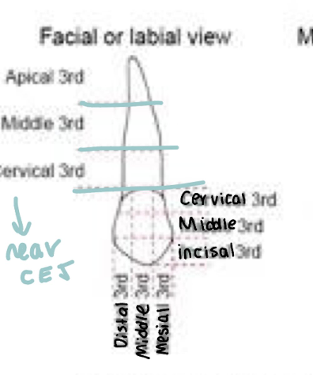 <p>- Root: apical, middle, cervical</p><p>- Crown: Cervical, middle, incisal</p><p>- Edge: Distal, middle, medial</p>