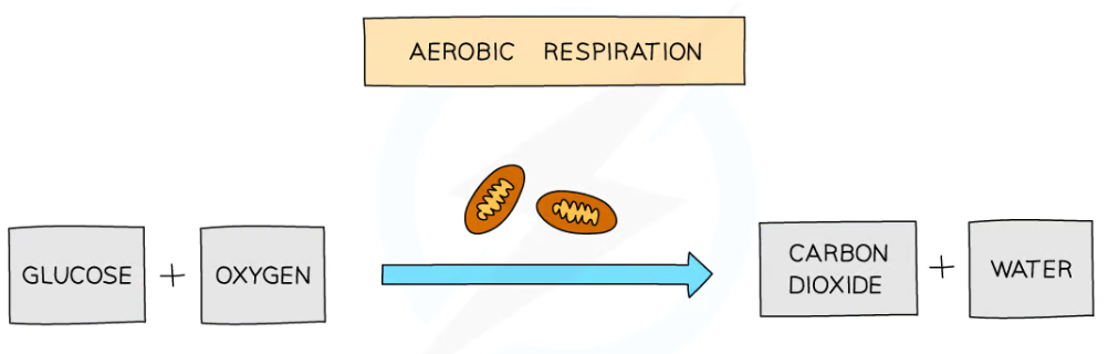 <p>an exchanging of gases; turns the glucose into energy</p>