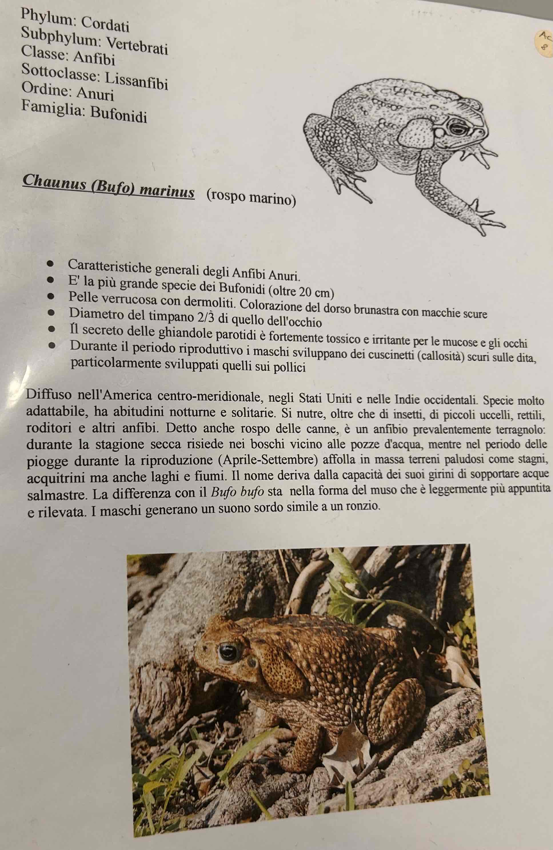 <p>Cordati</p><p style="text-align: start">Vertebrati</p><p style="text-align: start">Gnatostomi</p><p style="text-align: start">Tetrapodi</p><p style="text-align: start">Anfibi</p><p style="text-align: start">Anuri</p><p style="text-align: start">Chaunus (Bufo) marinus [rospo marino]</p>