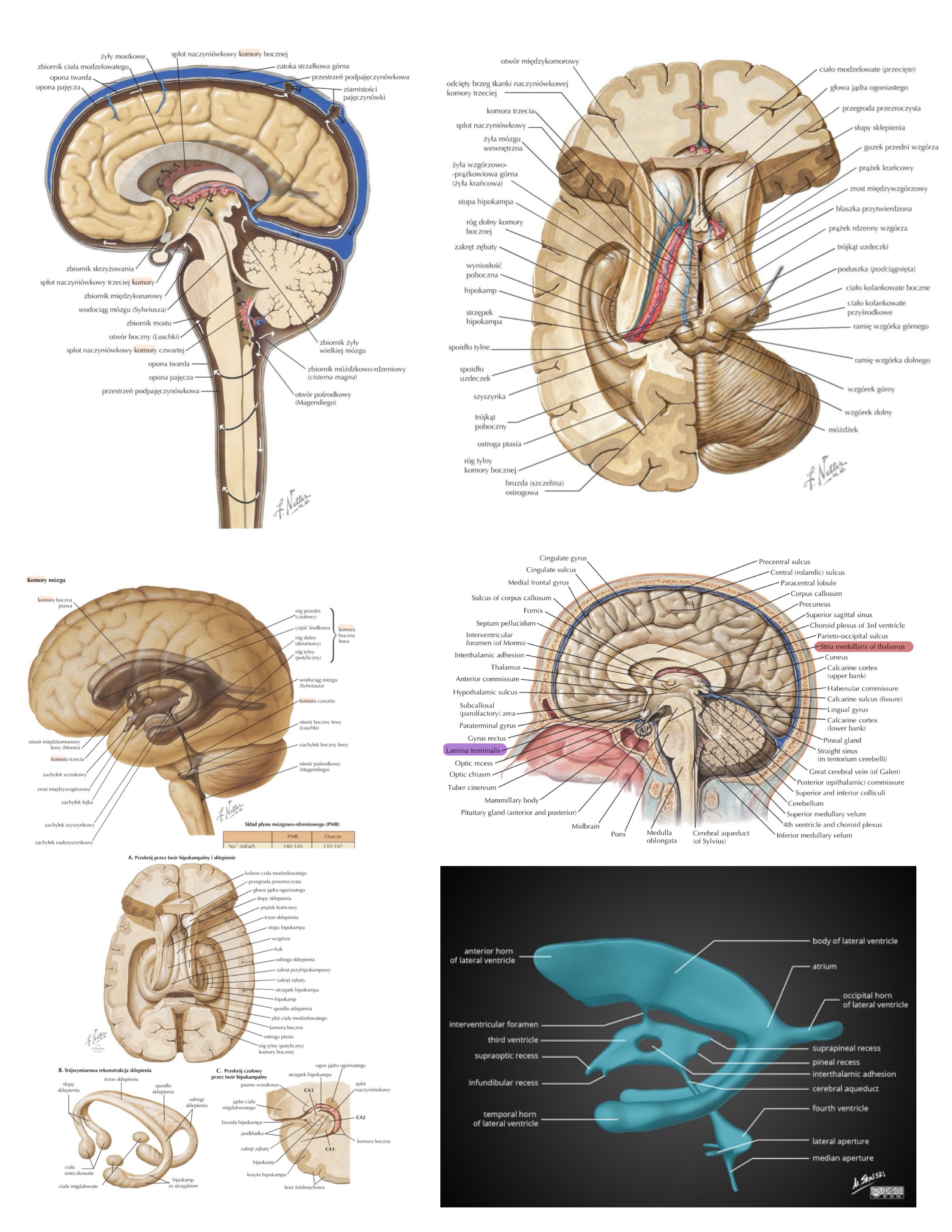 <ul><li><p>część przednia łączy ze sobą&nbsp;struktury węchomóżgowia (min. obie istoty dziurkowane przednie)</p></li><li><p>część&nbsp;tylna łączy płaty skroniowe (wpukla się&nbsp;w j. soczewkowate, tworząc kanał Gratioleta)</p></li></ul>