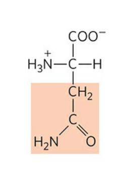 <p>Abbreviation: Asn, N</p>