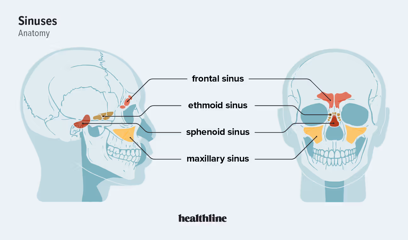 <p>Sinuses are <strong>air-filled cavities </strong>within certain skull bones (<em>e.g. paranasal sinuses</em>)  </p><p><u>Purpose</u>: lightens the skull, heats and humidifies air, increases voice resonance </p>