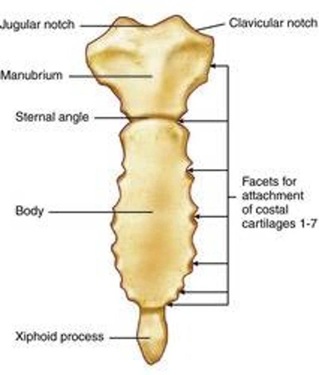 <p>Manubrium -- uppermost segment</p><p>Body - longer narrow structure</p><p>Xiphoid process - inferior most of sternum</p>