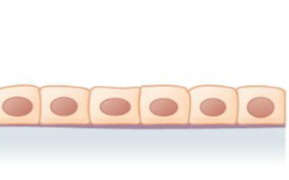 <p>what tissue is this </p>