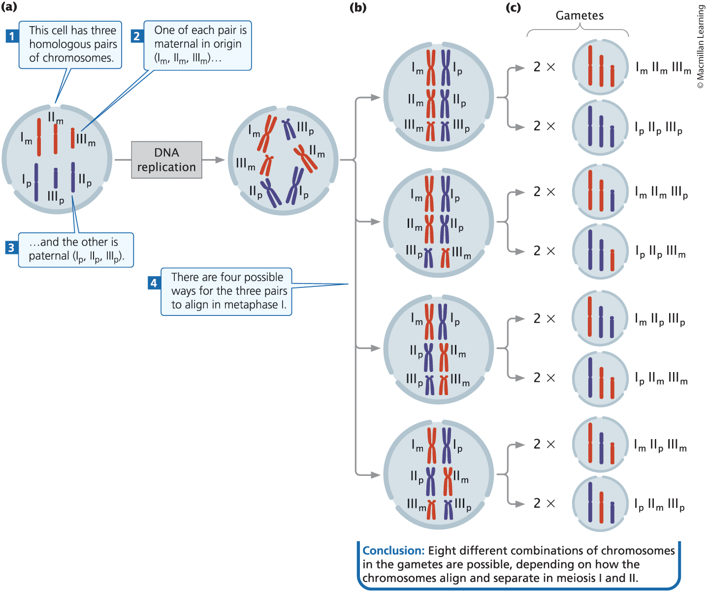 <p><span><span>Separation of homologous chromosome pairs and the random distribution of chromosomes into two newly divided cells. This is the second mechanism of generating genetic variation in the newly formed gametes.</span></span></p>