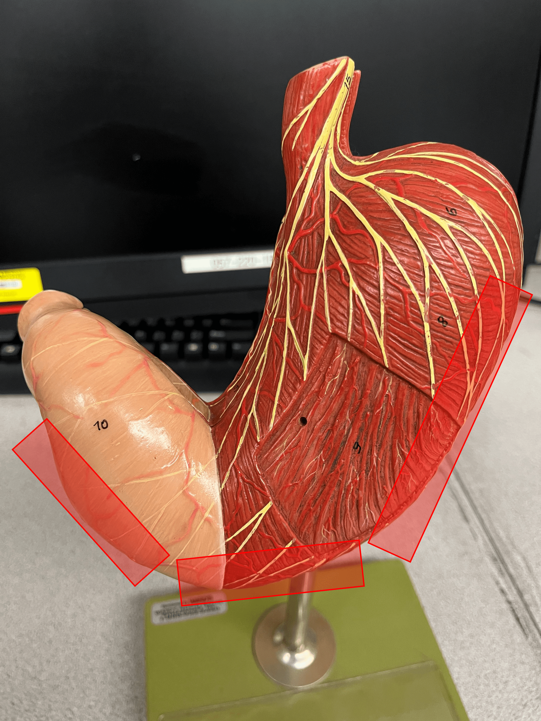 The lateral, convex curvature of the stomach.