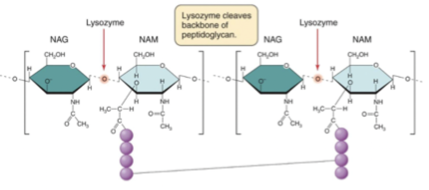 <p>Breaks the NAM-NAG B-1,4 glycosidic bond, degrading the cell wall</p>