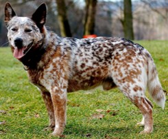 <p>Australian cattle dog</p>