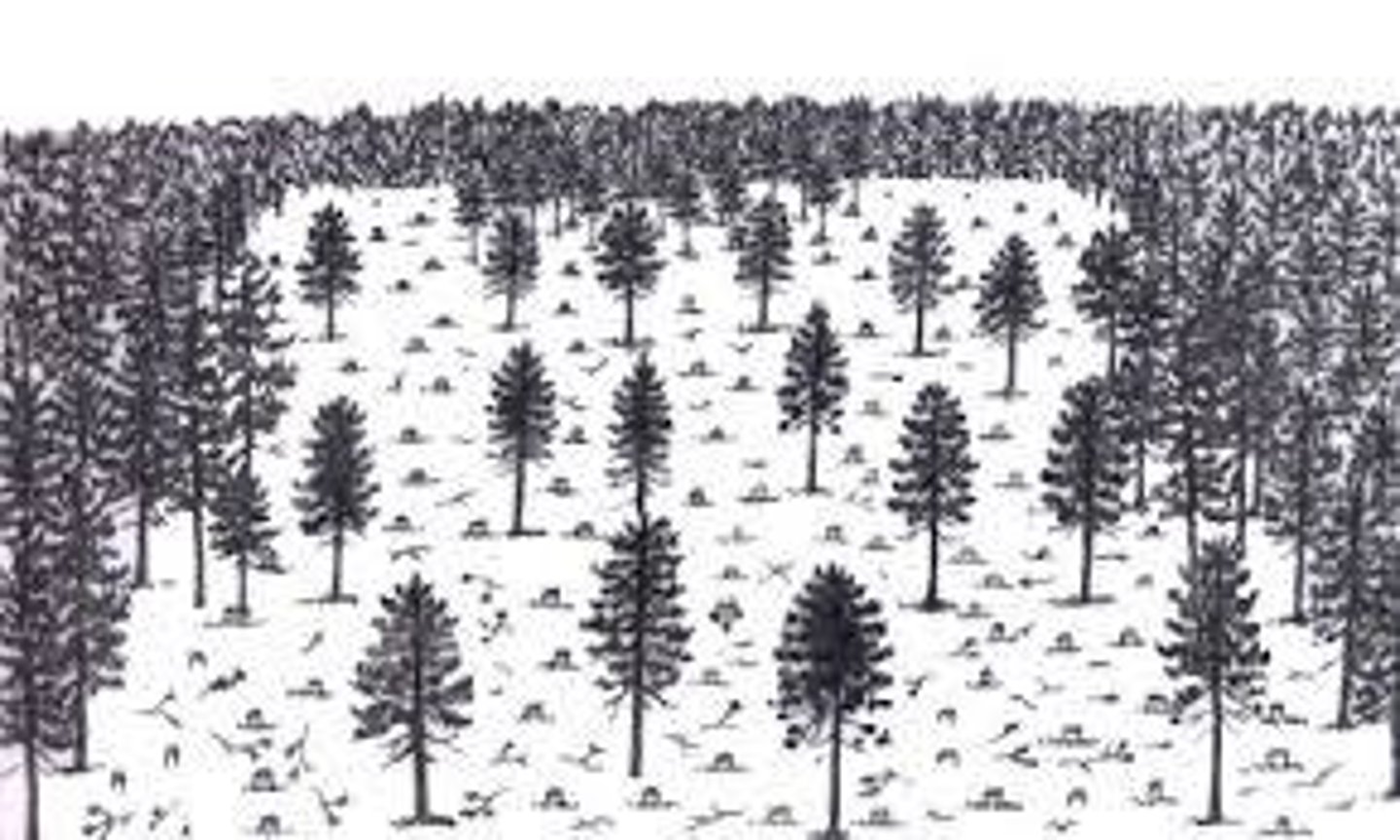 <p>Helicopters are often needed and there is risk of damage to neighbouring trees.</p><p>It does not suit forests with slow growing trees.</p>