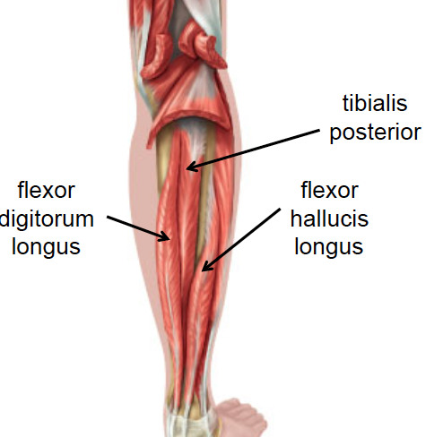 <p>Gastrocnemius, soleus, plantaris, flexor digitorum longus, flexor hallucis longus, tibialis posterior, popliteus</p>