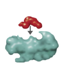 <p>What type of inhibition?</p>