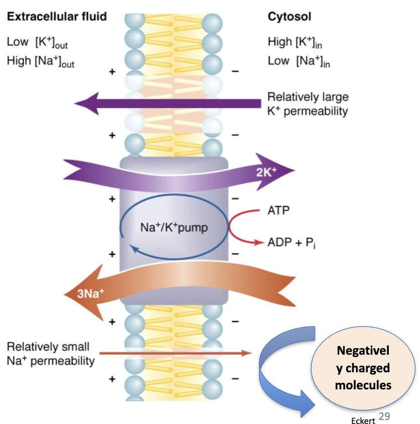 <p>By pumping Na⁺ out (using ATP), it counteracts impermeant anions inside the cell, prevents excess water influx, maintains <strong><u>osmotic equilibrium</u></strong>, and keeps the cell in <strong><u>steady state</u></strong> (no net ion flux at equilibrium).</p>