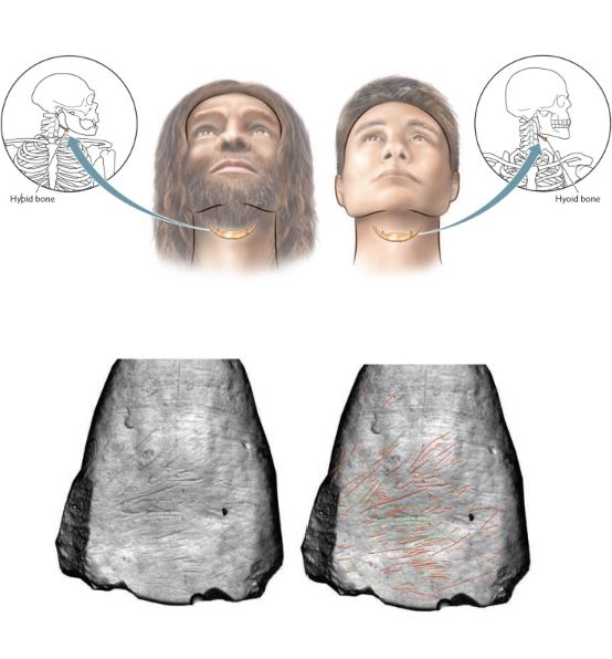 <ol><li><p>They likely Spoke: Kebara Cave, Israel; 60 ka; hyroid bone</p></li><li><p>Evidence of brain lateralization: In Teeth?</p></li></ol><p></p>