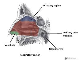 <p>nasal cavity</p>
