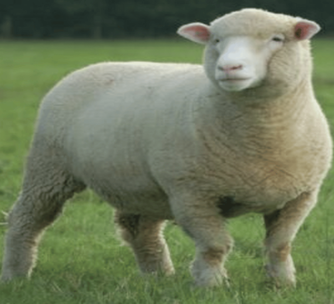 <p>a.Horned or polled types ( genetically hornless)</p><p>b.Light weight fleece</p><p>c.Prolific twinners</p><p>d.Excellent mothers</p><p>e.Early breeders ( good for fall lambing so maybe you get 2 lambings per year..J)</p><p>f.shorter</p>